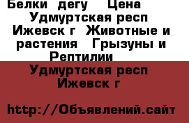Белки (дегу) › Цена ­ 200 - Удмуртская респ., Ижевск г. Животные и растения » Грызуны и Рептилии   . Удмуртская респ.,Ижевск г.